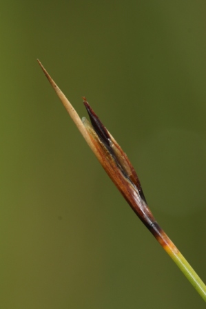 Schoenus ferrugineus